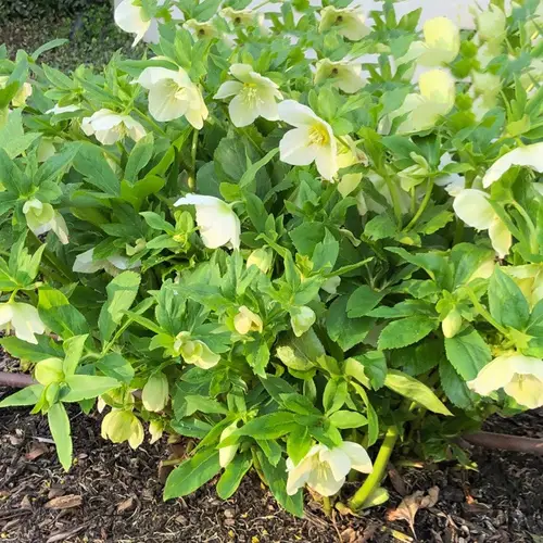 Helleborus × nigercors 'HGC Green Corsican'
