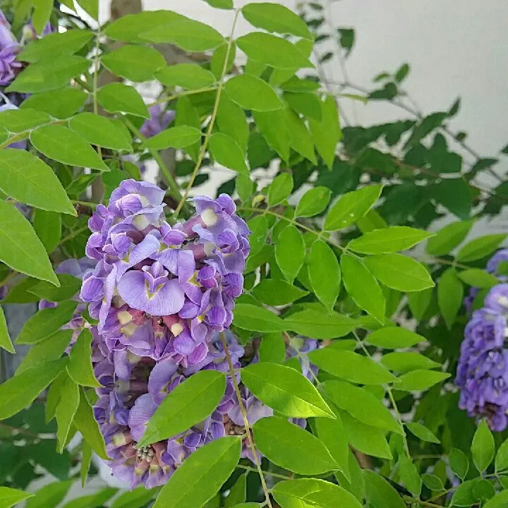 Die vielen Vorteile des Anbaus von Amerikanischer Blauregen 'Amethyst  Falls' in Ihrem Garten erkunden
