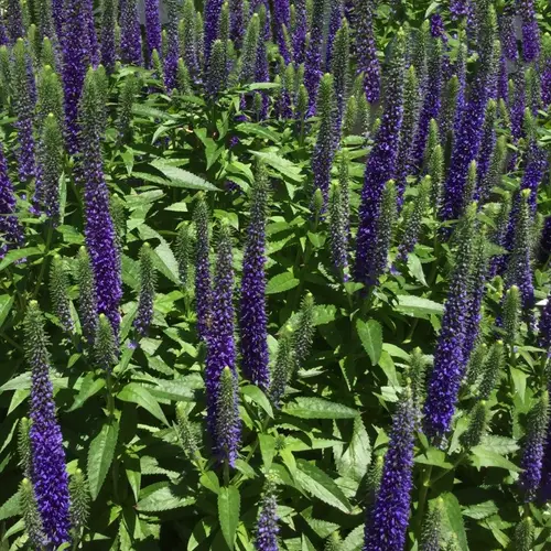 Spiked speedwell 'Royal Candles'