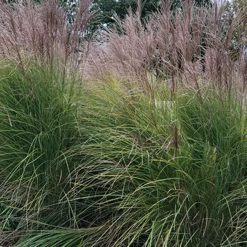 Chinese silver grass 'Flamingo'