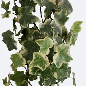 hedera helix wonder Hedera helix 'Wonder' main image 1
