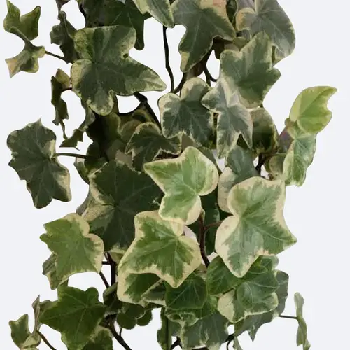 Hedera helix 'Anne Marie'