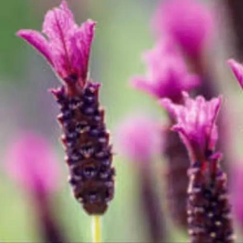 Topped lavender 'Regal Splendour'