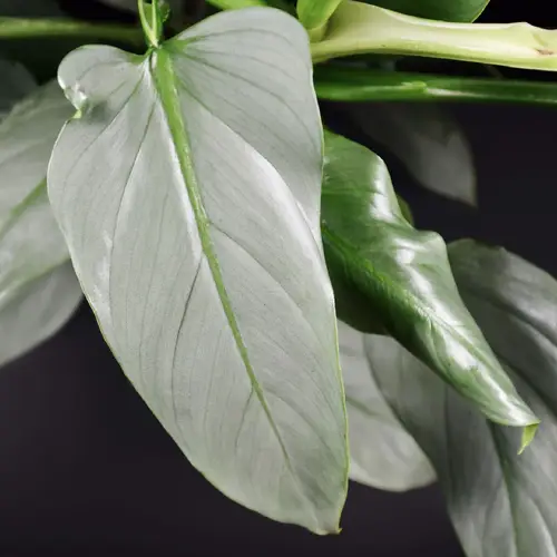Silver sword philodendron