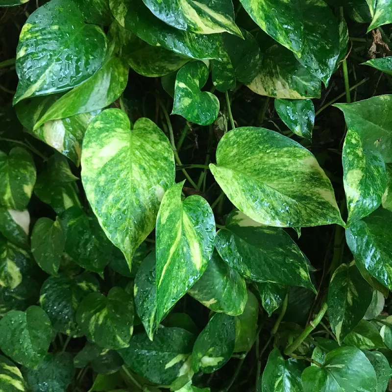 philodendron melanochrysm Philodendron melanochrysum  Carnivero