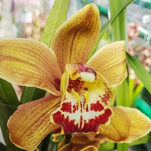 Orquídea Cimbidio amarilla
