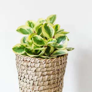 llein saatgut kaufen 2000 Samen llein * Linum usitatissimum  Gardenox-Natur