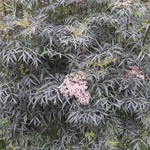 Sambucus nigra f. porphyrophylla 'Eva'