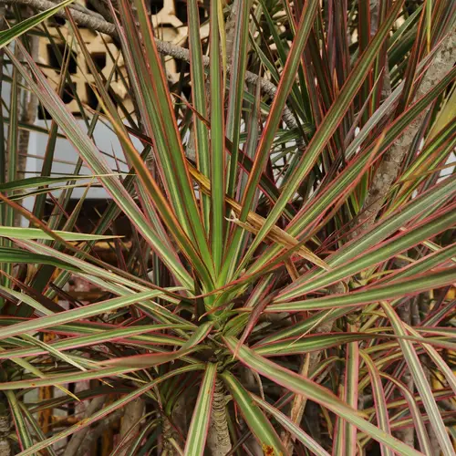 Dracaena reflexa var. angustifolia 'Bicolor'