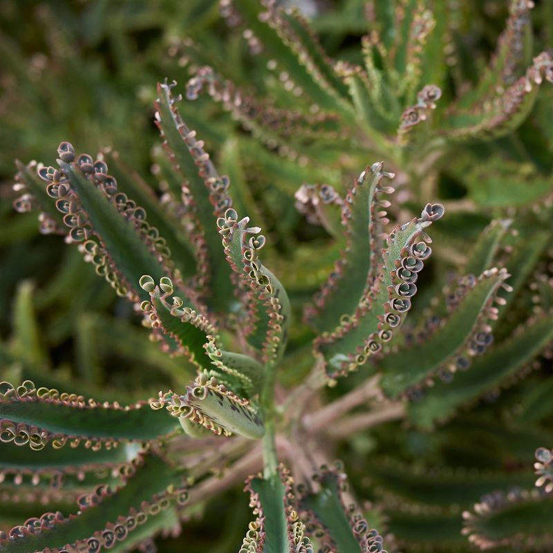 Is Mother of millions Poisonous