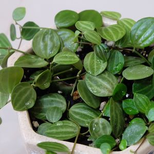 How to Grow and Care for Radiator plant