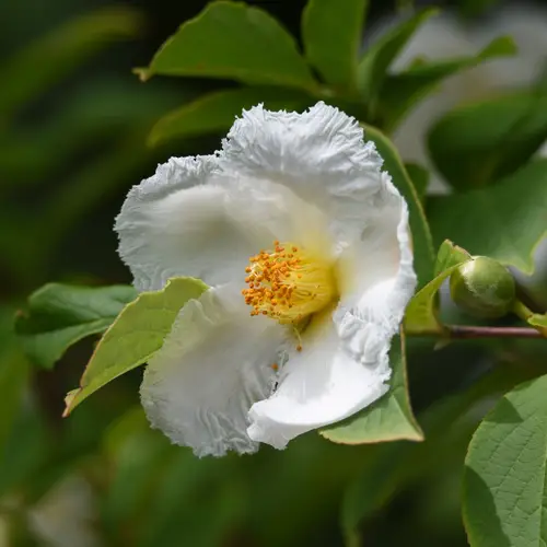 Japanese silky camellia