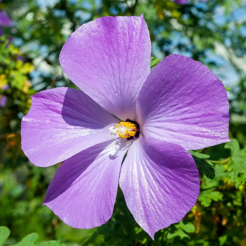 紫色ハイビスカス三味線 紫色ハイビスカス三味線 ハイビスカス | ギャラリー | OATアグリオ栽培