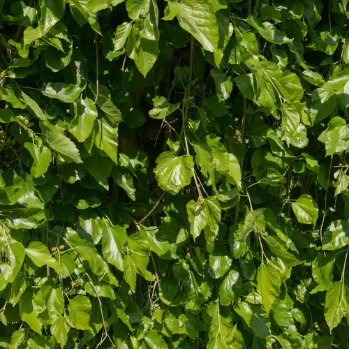 Weißer Maulbeerbaum 'Pendula'