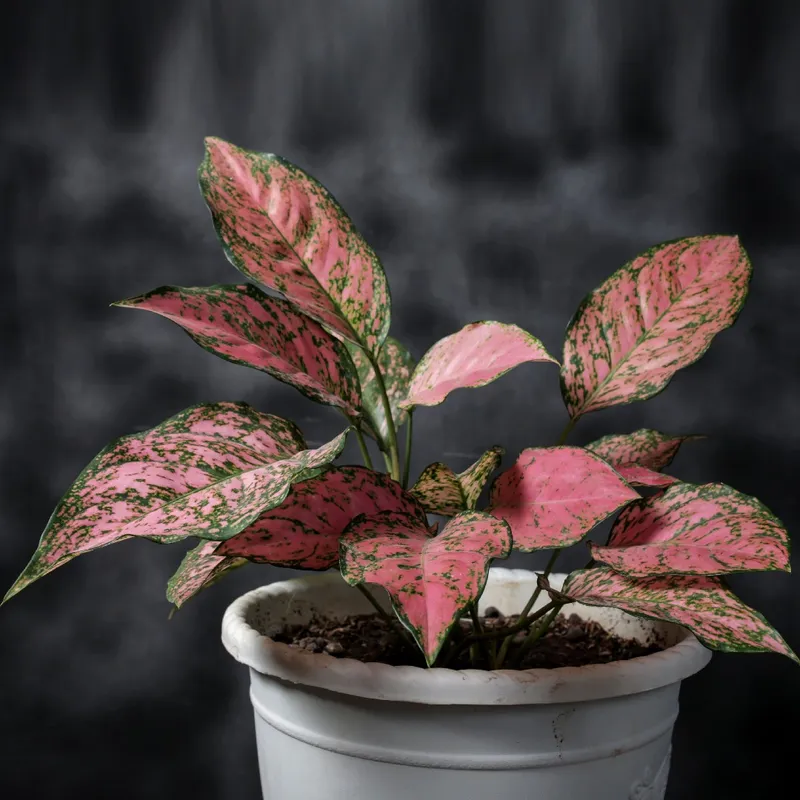 philodendorn house plant gaint Philodendron Giganteumfor Sale