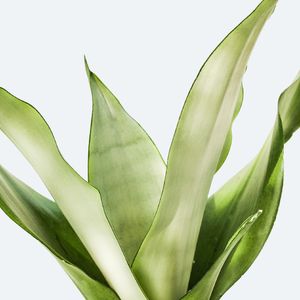 How to Grow and Care for Snake plant 'Moonshine'