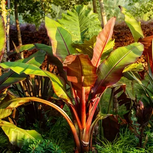 Wie beschneidet man Rote Zierbanane 'Maurelii'?