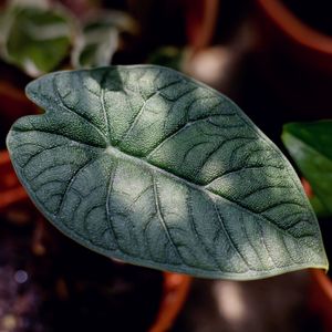 アロカシア メロ アルボ 斑入り Alocasia Melo Albo var Yahoo!オークション - アロカシア メロ 斑入り Alocasia Melo Albo Var