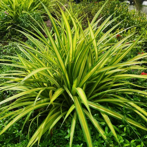 ナカフオリヅルラン (Chlorophytum comosum 'Vittatum') - PictureThis