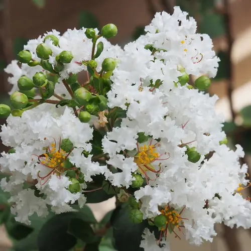 Lagerstroemia Indica F Alba Flower Leaf Care Uses PictureThis lagerstroemia-indica-f-alba-flower-leaf-care-uses-picturethis