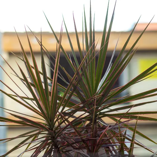 Dragon tree 'Tricolor' (Dracaena reflexa var. angustifolia 'Tricolor') -  PictureThis