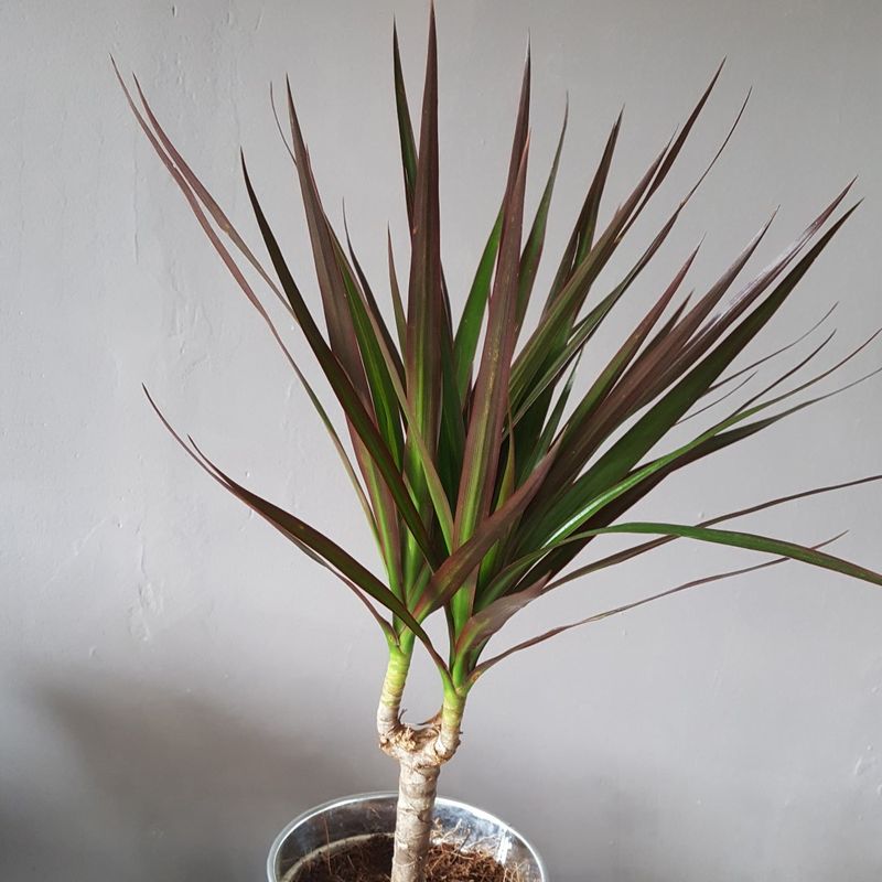 weeping fig indoor plant Twisted Weeping Fig