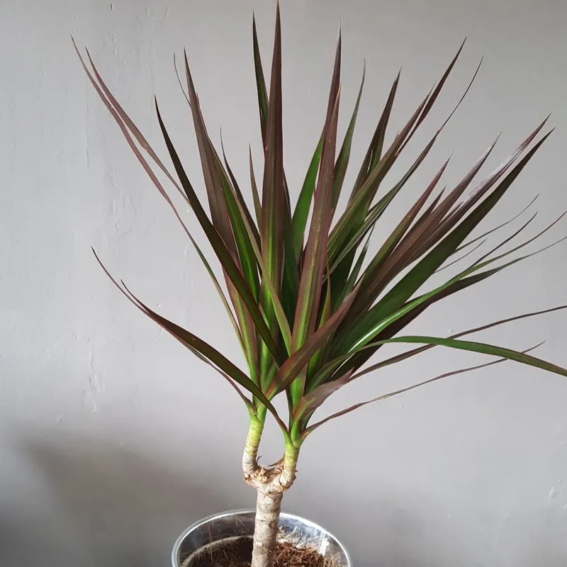 How to Fix Common Dracaena Marginata Magenta Issues?