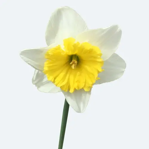 Daffodils 'Irish Minstrel'