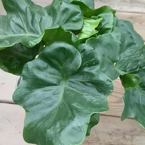 Split-leaf Philodendron 'Atom' (Philodendron selloum 'Atom') - PictureThis