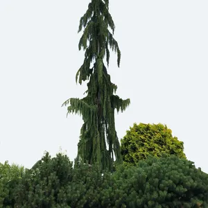 アラスカヒノキ 'Green Arrow' (Chamaecyparis nootkatensis 'Green