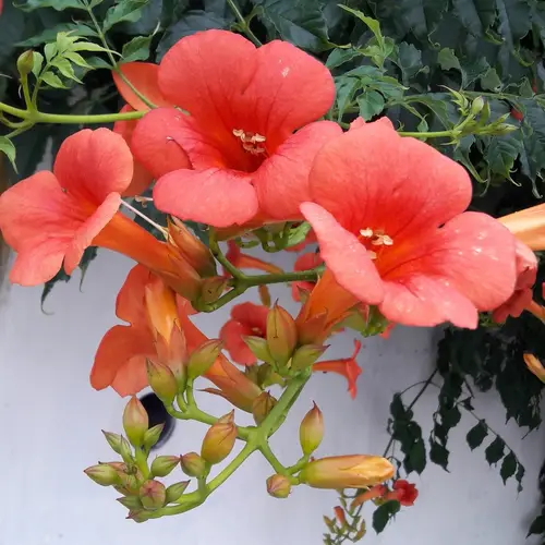 Campsis × tagliabuana 'Indian Summer'