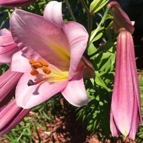 Lilies 'Pink Perfection'