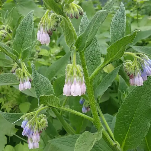 How to Plant and Grow Russian Comfrey(Symphytum uplandicum)