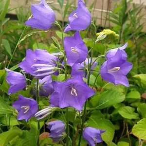 モモノハギキョウ（桃葉桔梗） 'Takion Blue' (Campanula persicifolia