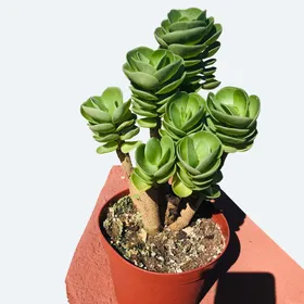 ポルテラカ・モロキニエンシスの判定方法 (Portulaca molokiniensis)