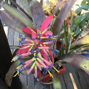 How to Grow and Care for Billbergia 'Muriel Waterman'