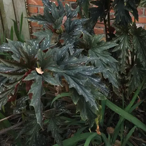 Begonia 'Esther Albertine'