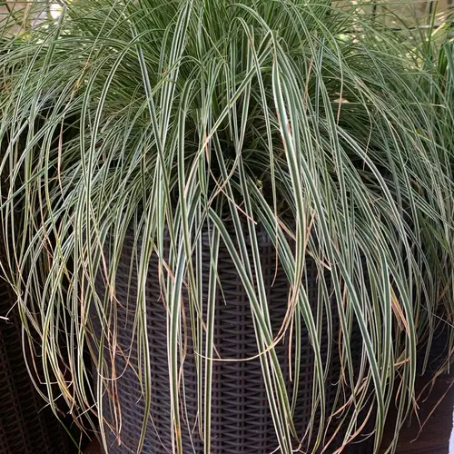 Striped weeping sedge 'Everest'