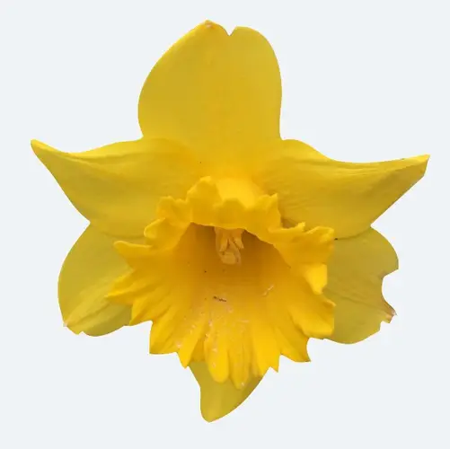 Daffodils 'Arctic Gold'