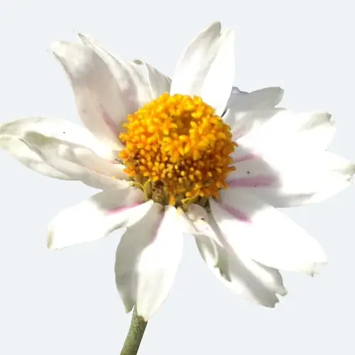Corymb-flower tansy