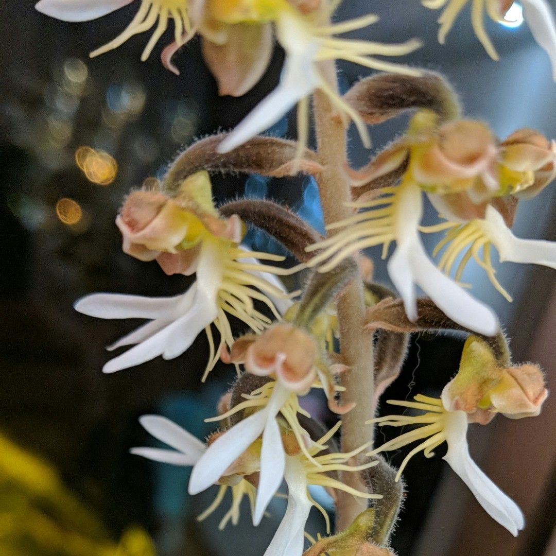 Anoectochilus - PictureThis Anoectochilus - PictureThis