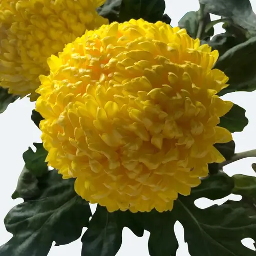 Chrysanthemum 'Golden Cassandra'