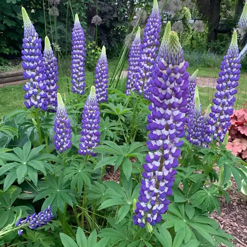 Lupinus polyphyllus 'The Governor'