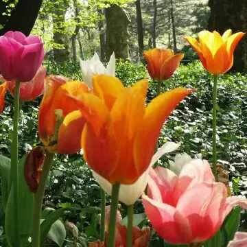 Tulips 'Ballerina'