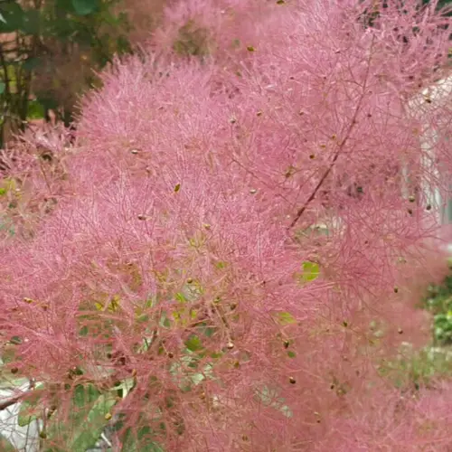 Cotinus cogyggria 'Candy Floss'