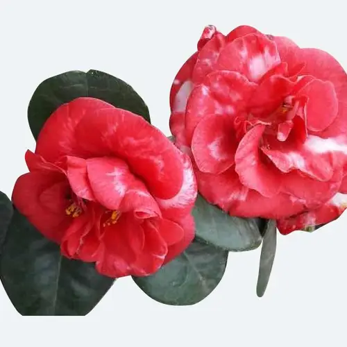 Japanese camellia 'Masayoshi'