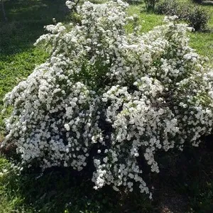 Pearl bush 'The Bride' (Exochorda  macrantha 'The Bride') - PictureThis