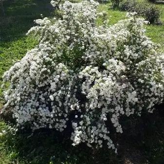 Pearl bush 'The Bride'