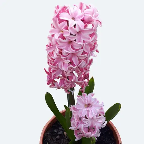 Hyacinthus orientalis 'Pink Pearl'