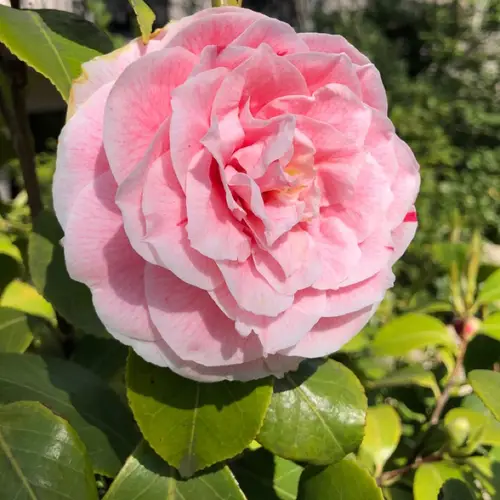 Japanese camellia 'Bonomiana'
